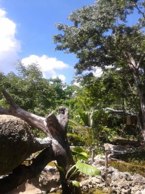 Cabana Zapote En Rancho Los Jaguares Jungle Retreat Tulum Hotel Exterior photo